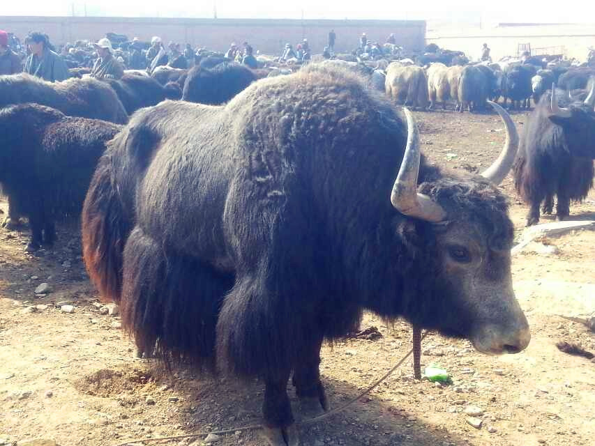 【军人之家】中华特产网春节专供青海藏系羊和牦牛