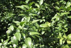 ����ɰ�ǽ�