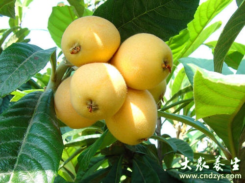 夏季常吃十二种瓜果防百病 夏季常吃十二种瓜果防百病 (4)