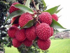 ����ˮ��֮�Ϲ���֦