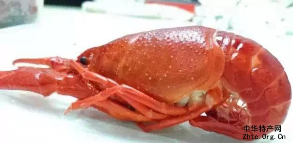 ӡ֮Ϻ