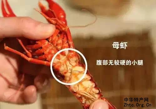 ӡ֮Ϻ